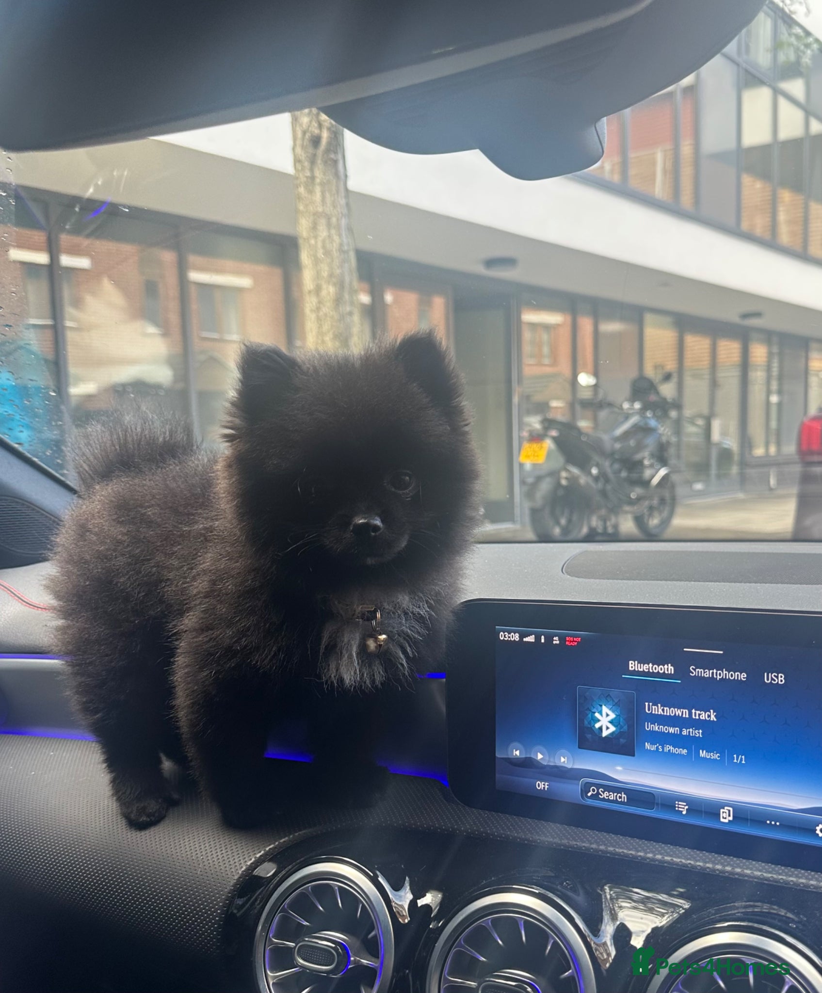 Pomeranian dogs Pomeranian  - Advert 16