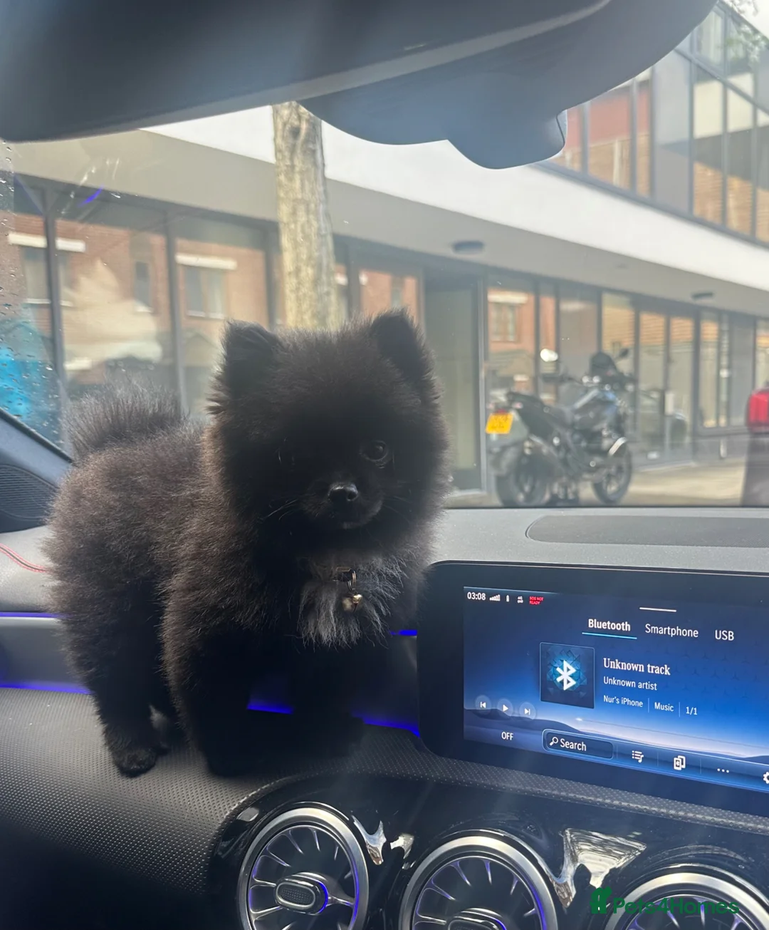 Pomeranian dogs for sale: Pomeranian  in London - Advert 1