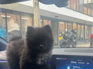 Pomeranian dogs Pomeranian - Advert 5