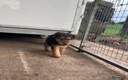 Lakeland Terrier dogs for sale: Lakeland terrier puppies - Image 10