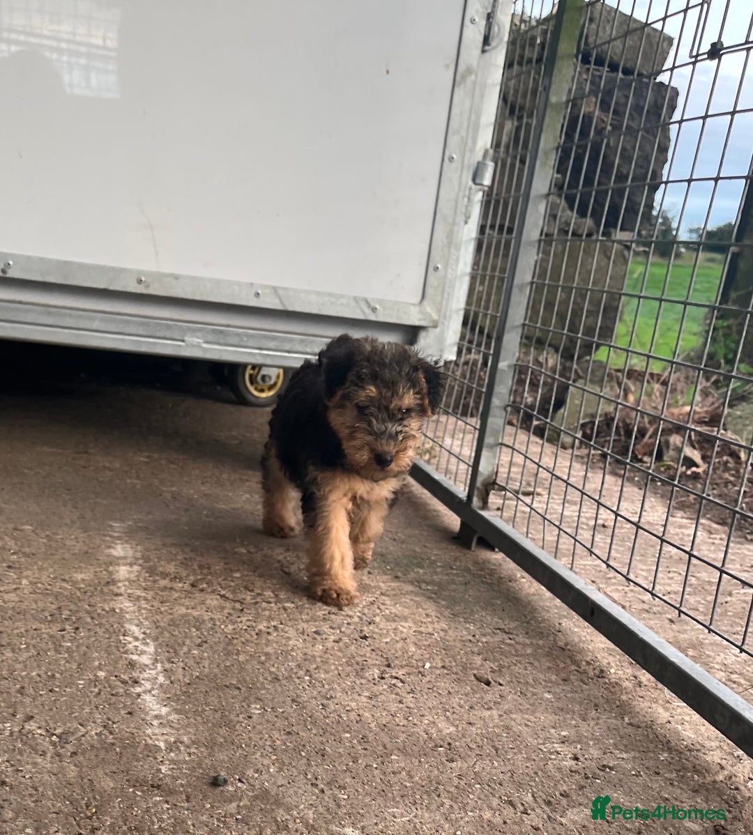 Lakeland Terrier dogs for sale: Lakeland terrier puppies - Image 10