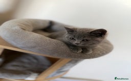 British Shorthair cats for sale: British shorthair kitten available  - Image 5