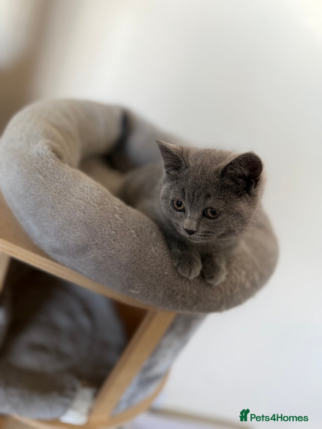 British Shorthair cats for sale: British shorthair kitten available  - Image 5