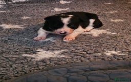Border Collie dogs for sale: Unique blue merle border collie puppies - Image 12