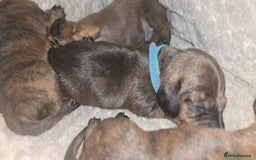 Miniature Dachshund dogs for sale: Miniature dachshund  - Image 18