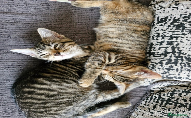 Mixed Breed cats - Advert 5