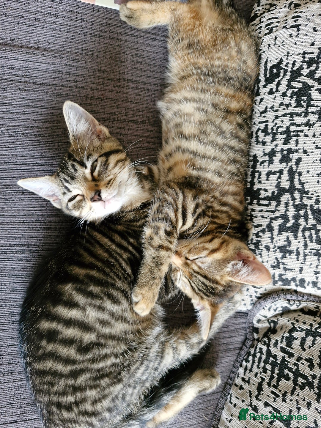 Mixed Breed cats for sale: 2 Tabby kittens  - Image 1