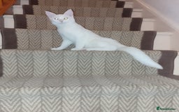 Turkish Angora cats for sale: Rosi  - Image 5