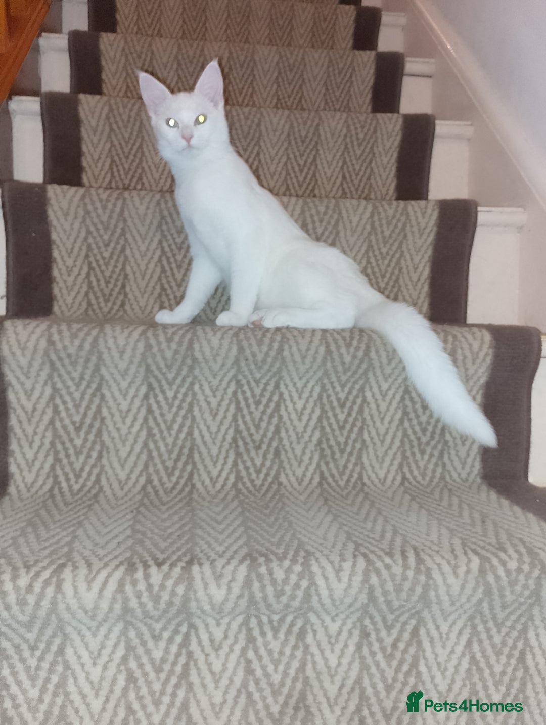 Turkish Angora cats for sale: Rosi  - Image 5