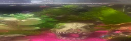 Cichlids fish for sale: Blue polar parrot hybrid cichlids  - Advert 2