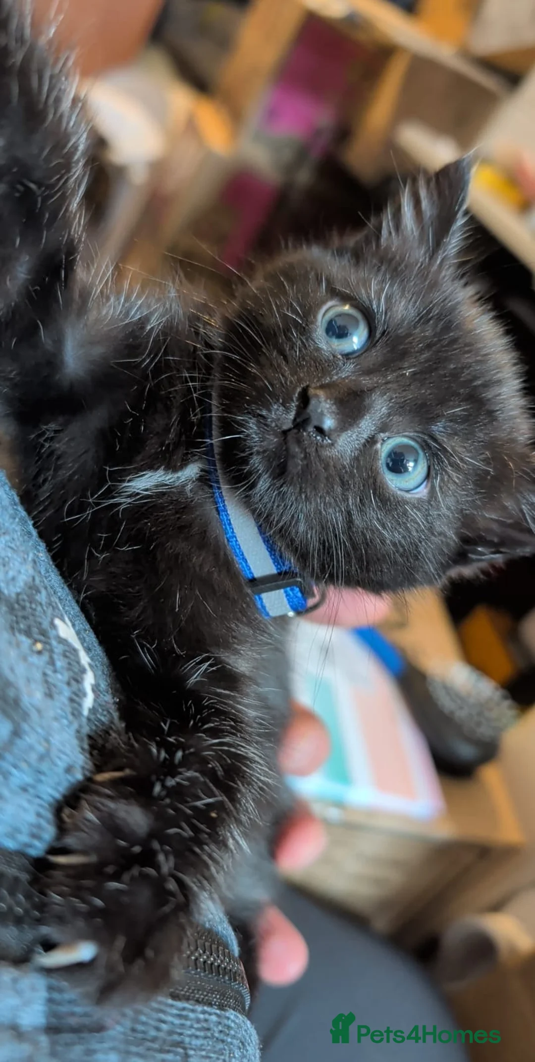 Bombay cats for sale: 🐾 Loving Homes Wanted for 4 Roxy’s Kittens 🐾 - Advert 31