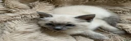 Ragdoll cats for sale: Ragdoll kittens £750 - Advert 2
