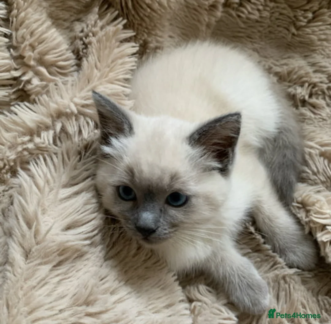 Ragdoll cats for sale: Ragdoll kittens £750 - Advert 2