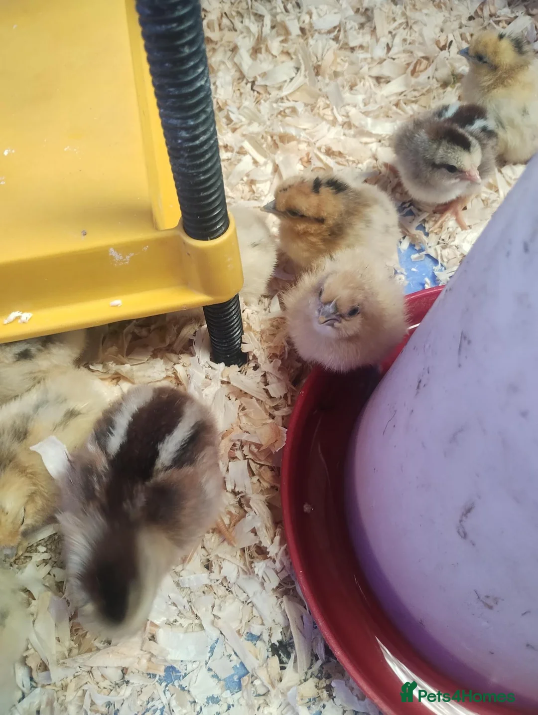 Chickens poultry for sale: Goldtop Bantam female chicks and wellsummer chicks - Advert 3