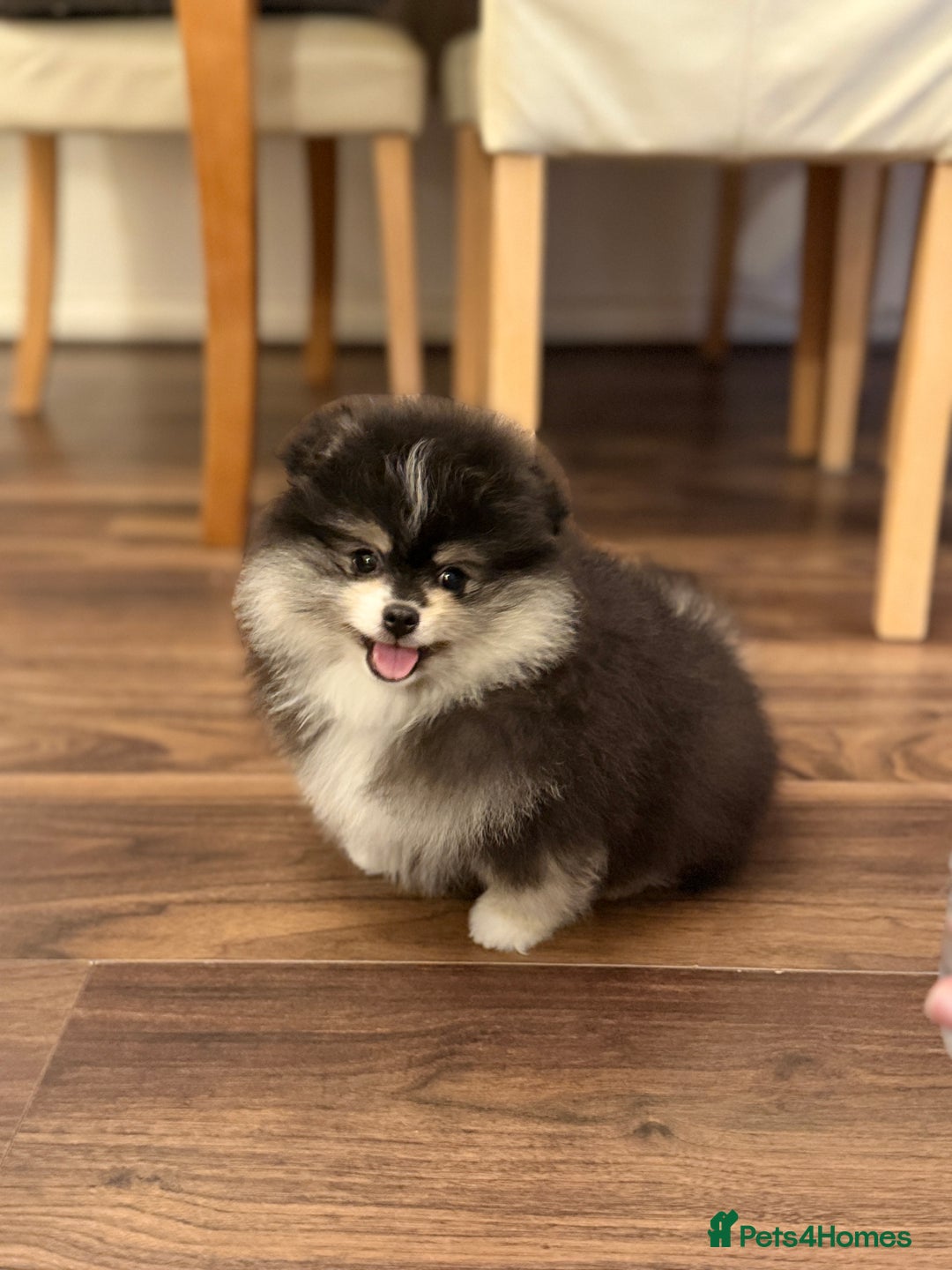 Pomeranian dogs for sale: Beautiful Pomeranian Puppies – Ready Now - Advert 1