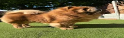 Chow Chow dogs for stud: KC registered Champion Cinnamon Chow Chow stud - Advert 2