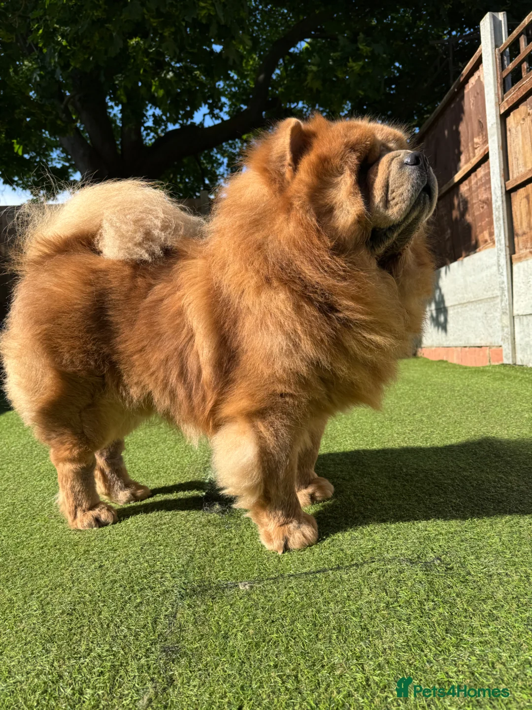 Chow Chow dogs for stud: KC registered Champion Cinnamon Chow Chow stud - Advert 2
