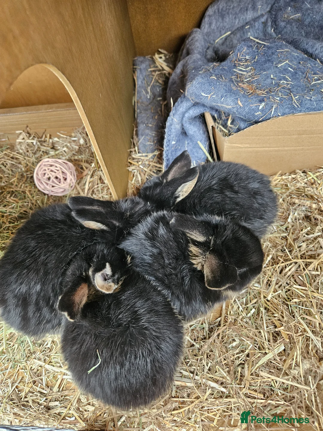 Mixed Breed rabbits for sale: Rex X mini lop bunnies in Hamilton - Advert 2
