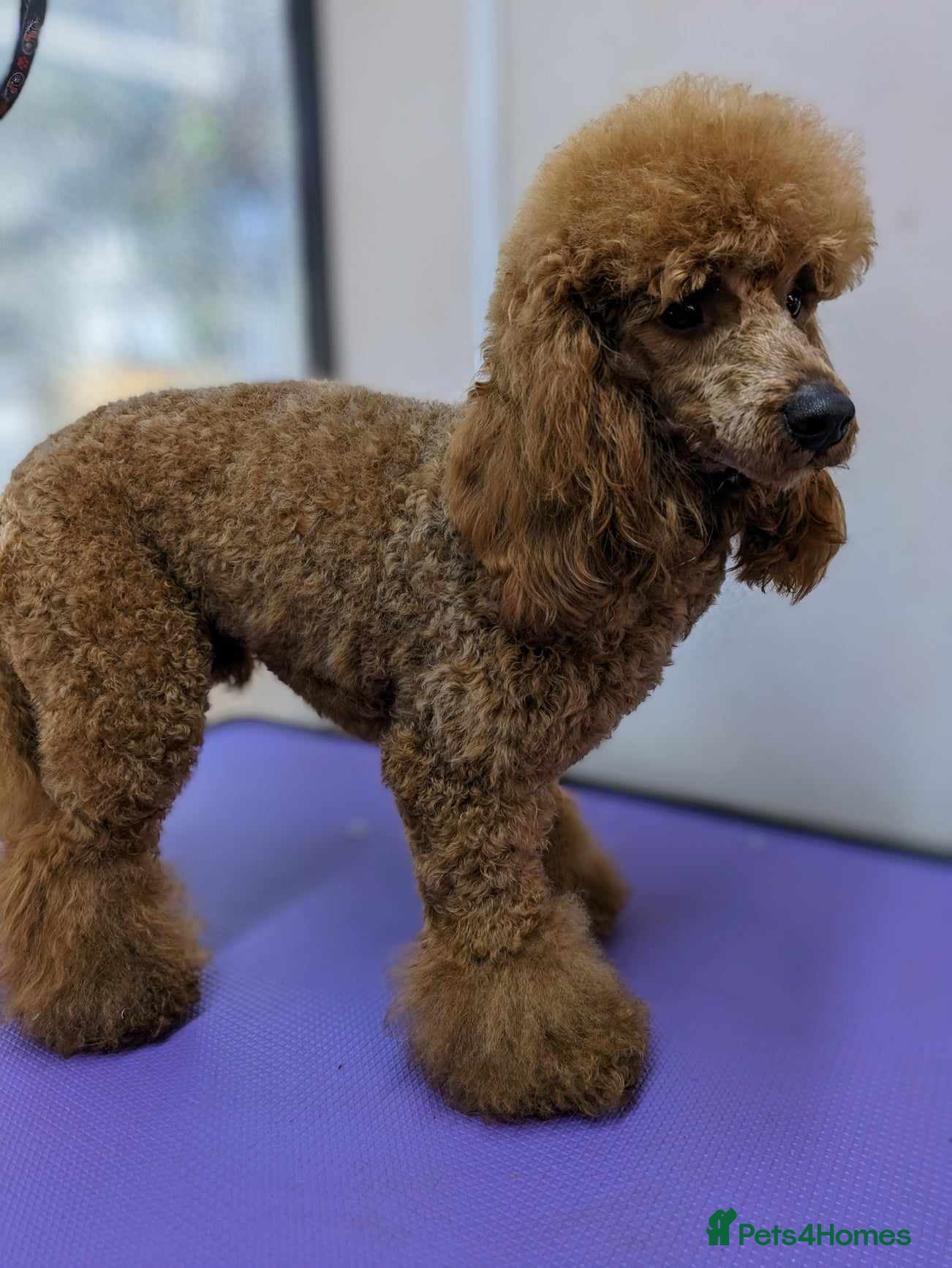 Miniature Poodle dogs Beautiful Beocca in Pontypool - Advert 19