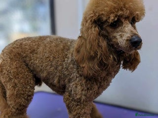 Miniature Poodle dogs in Pontypool - Advert 2