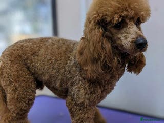 Miniature Poodle dogs Beautiful Beocca in Pontypool - Advert 1