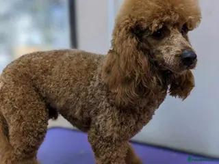 Miniature Poodle dogs Beautiful Beocca in Pontypool - Advert 3