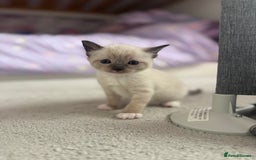Ragdoll cats for sale: Beautiful Ragdoll kittens open to reasonable offer - Image 5