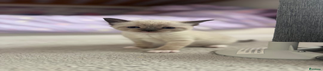 Ragdoll Kitten 3