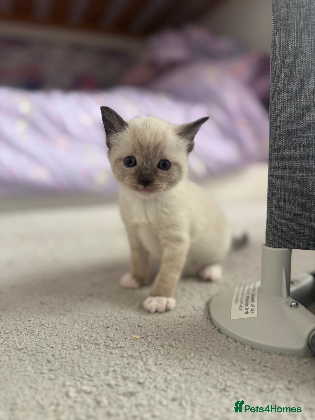Ragdoll cats for sale: Beautiful Ragdoll kittens open to reasonable offer - Image 5