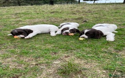 English Springer Spaniel dogs for sale: English springer spaniel puppies - Image 7