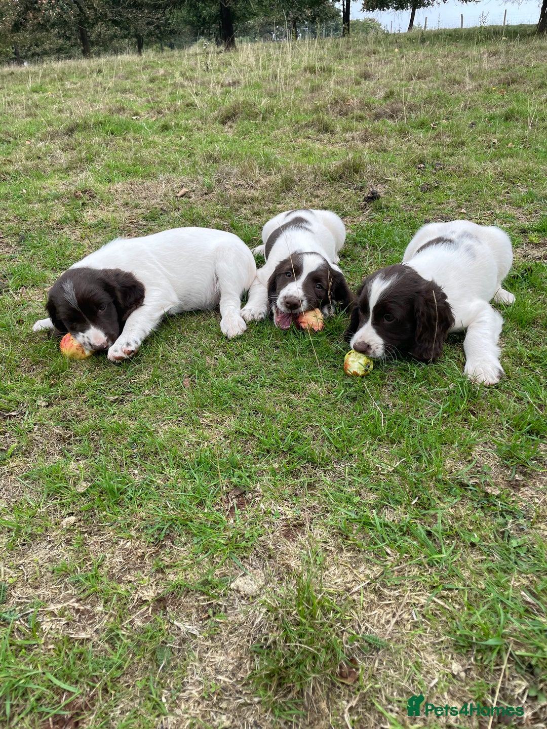 English Springer Spaniel dogs for sale: English springer spaniel puppies - Image 7