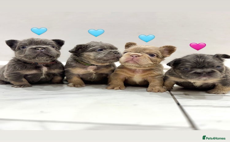 French Bulldog dogs - Advert 5