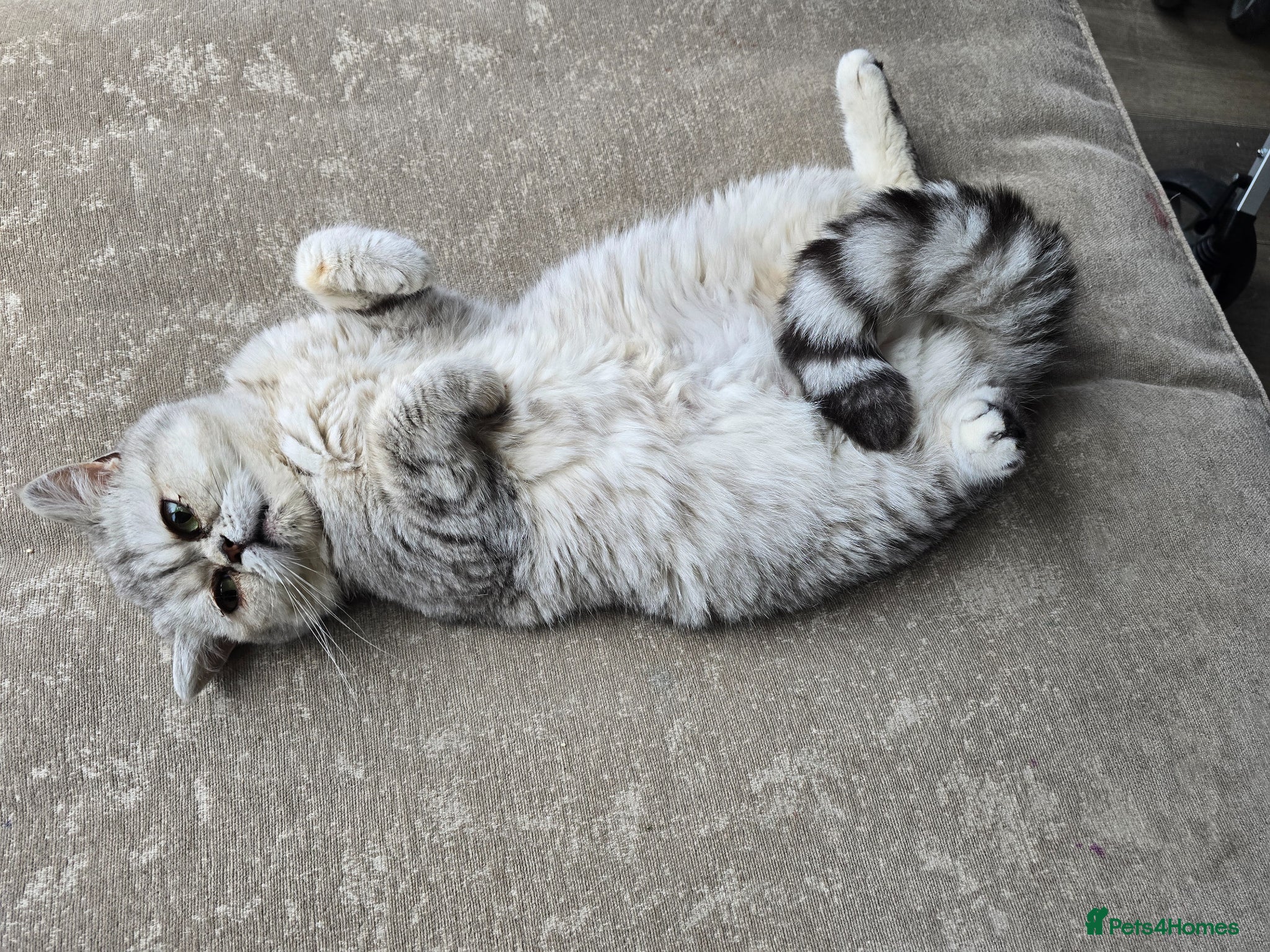 British Shorthair cats British Shorthair Cats - Advert 11