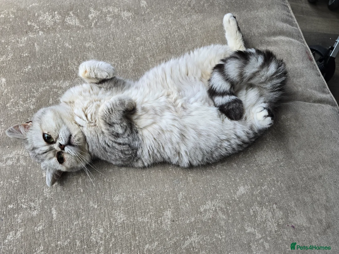 British Shorthair cats for sale: British Shorthair Cats - Advert 2