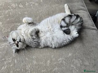 British Shorthair cats British Shorthair Cats - Advert 11