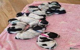 Cocker Spaniel dogs for sale: KC registered Show Type Cocker Spaniels - Image 20