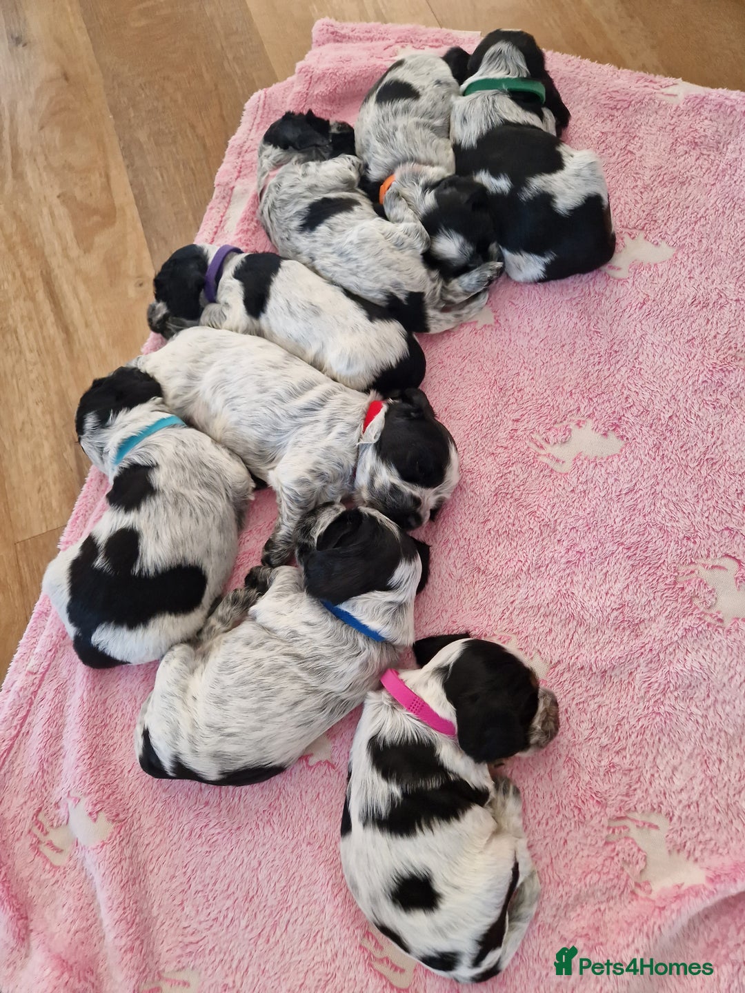 Cocker Spaniel dogs for sale: KC registered Show Type Cocker Spaniels - Image 20