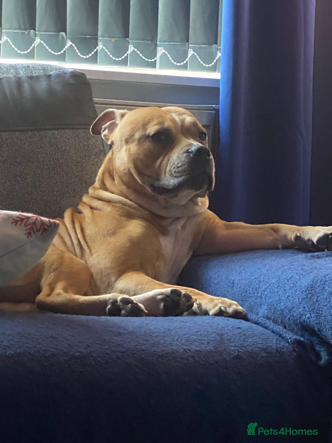 Gallery Image {{count}}