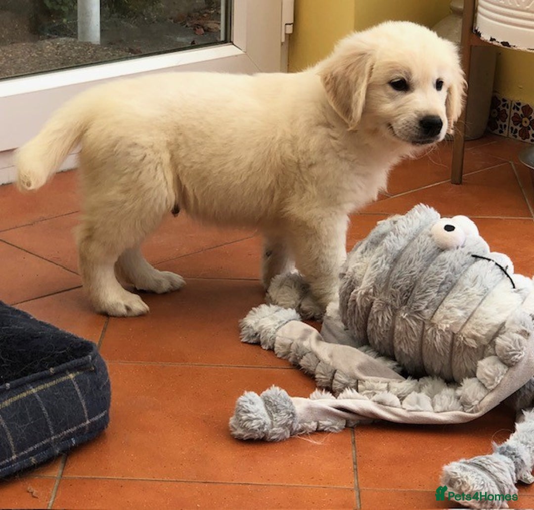 Golden Retriever dogs for sale: Home bred Chunky cream Goldie pups - Image 12
