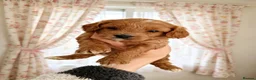 Cavapoo dogs for sale: Beautiful puppies for reserve - Advert 3