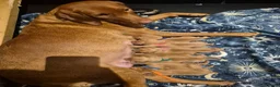 Labrador Retriever dogs for sale: Fox Red KC Registered Labradors  in Aberdeen - Advert 2