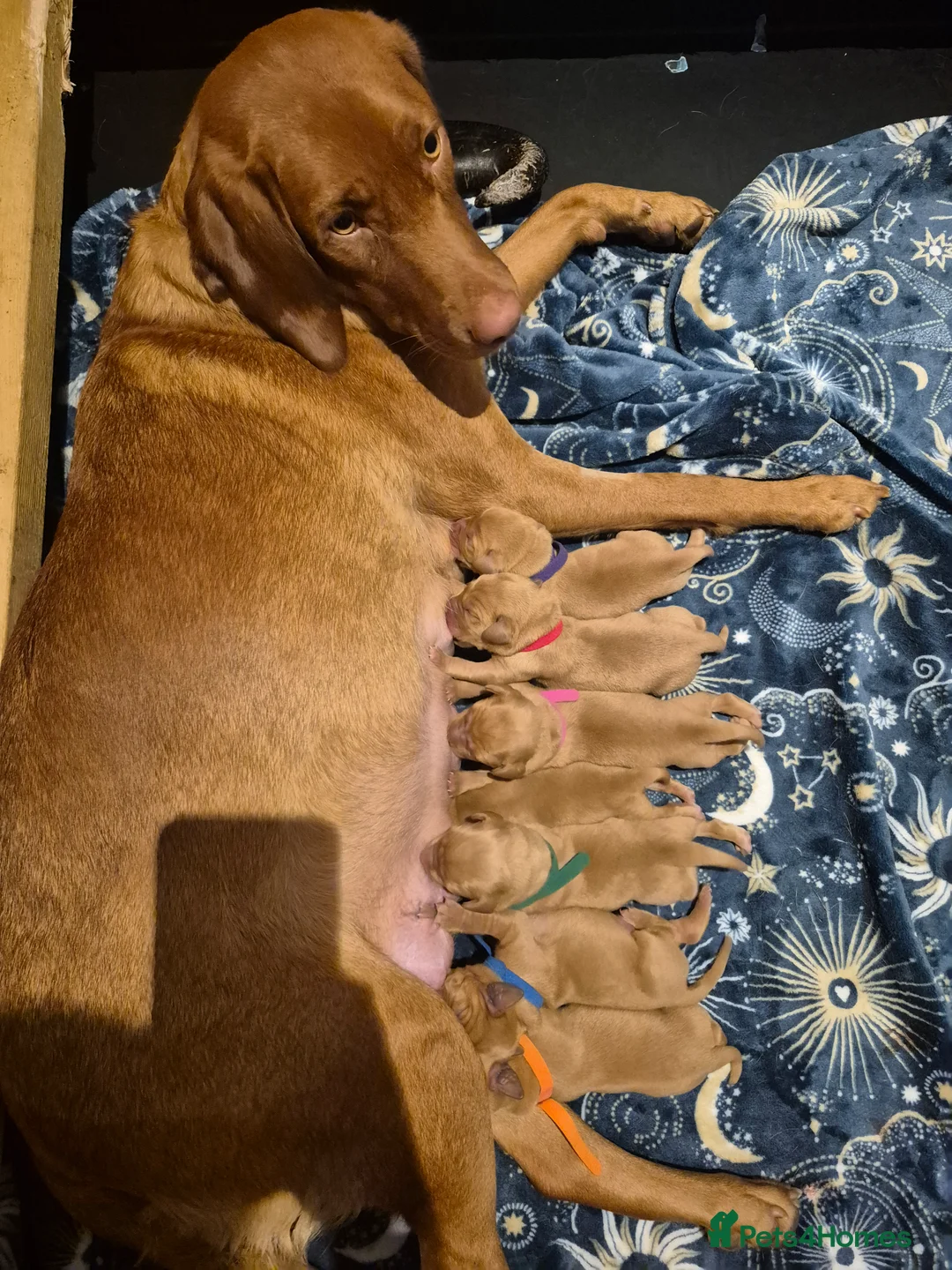 Labrador Retriever dogs for sale: Fox Red KC Registered Labradors  in Aberdeen - Advert 2