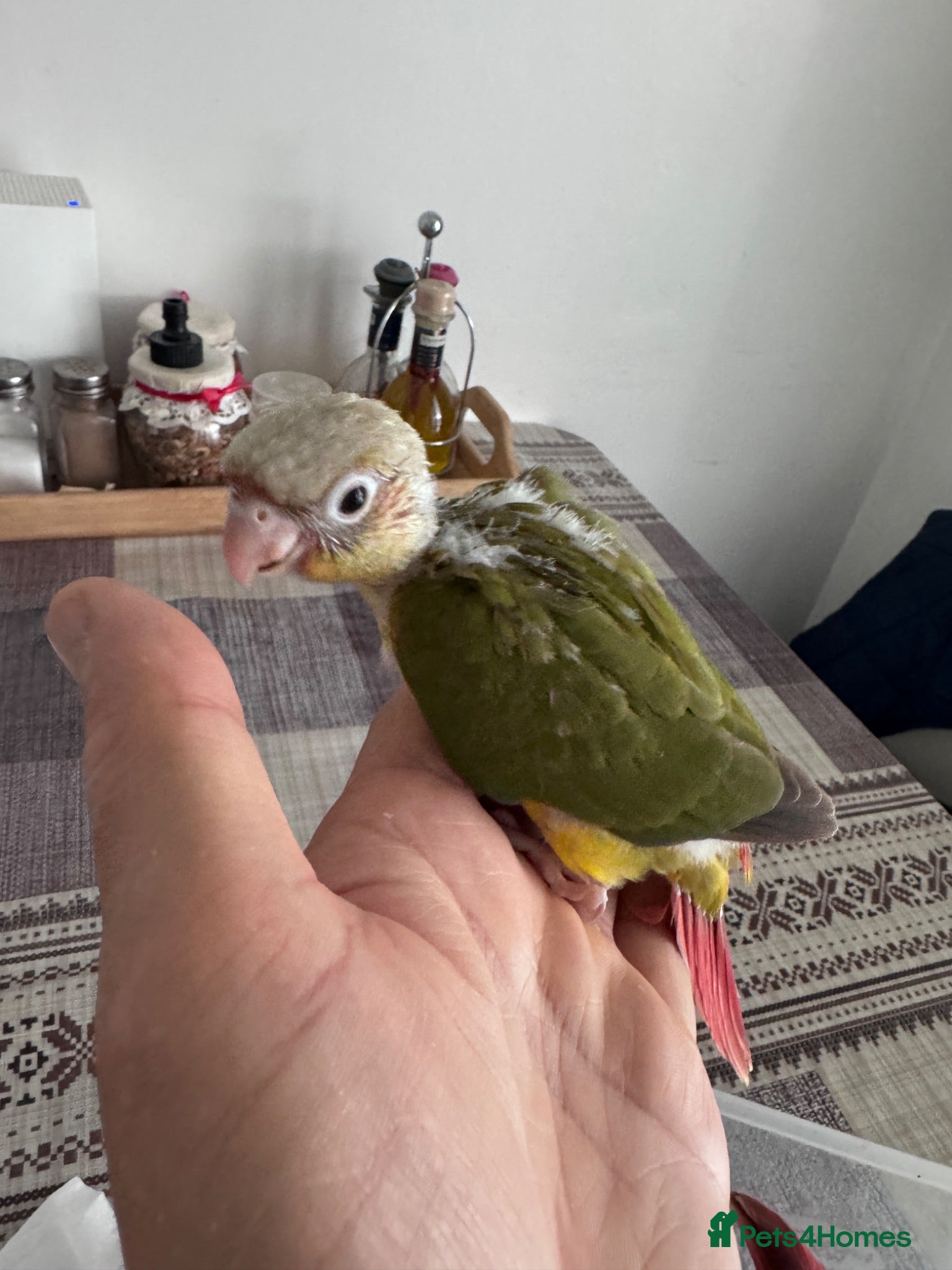 Conures birds Tamed baby conures - Advert 2