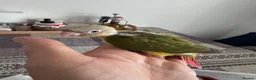 Conures birds for sale: Tamed baby conures - Advert 2