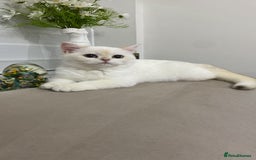 British Shorthair cats for sale: British shorthair golden point - Image 13