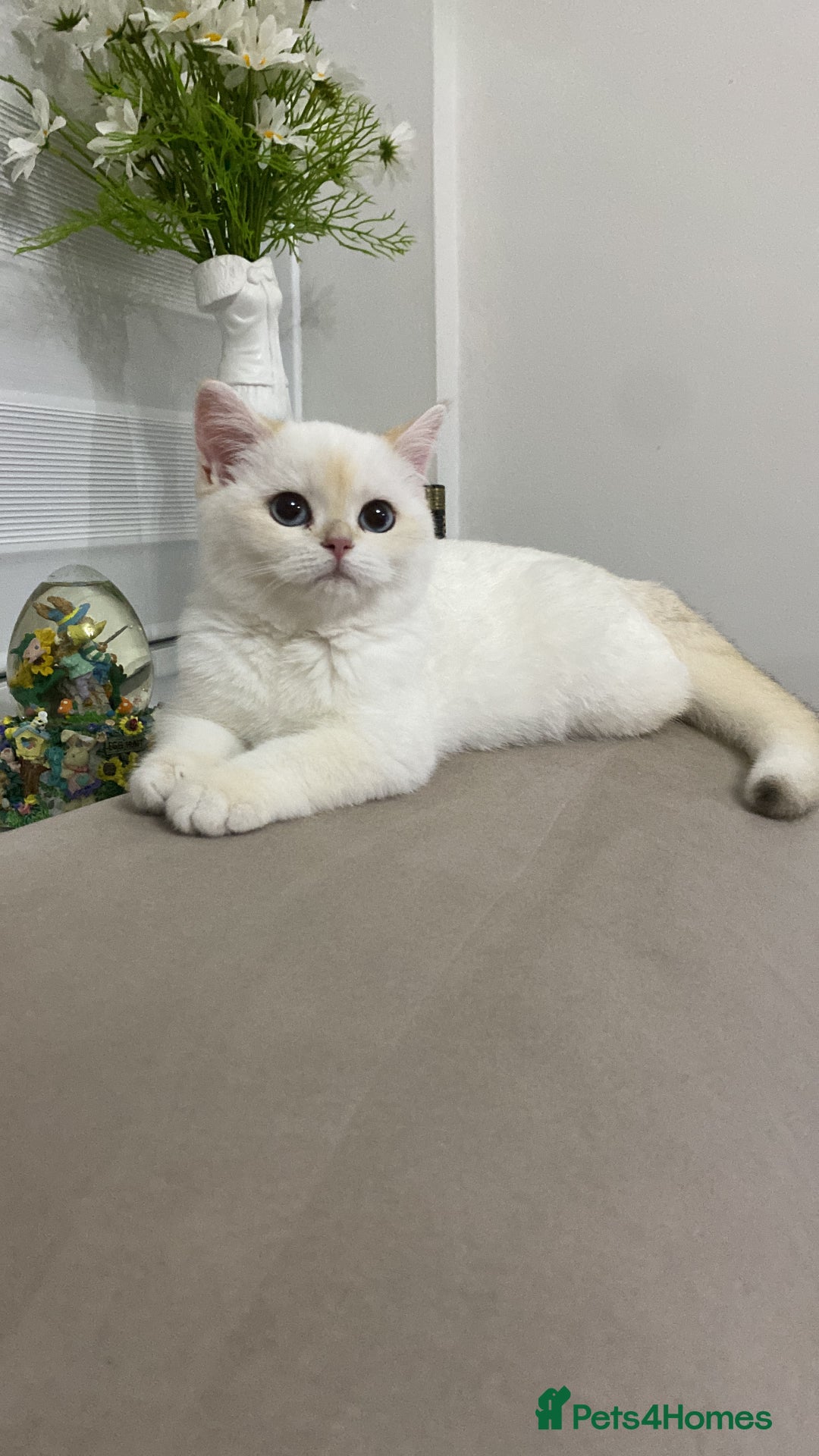 British Shorthair cats for sale: British shorthair golden point - Image 13