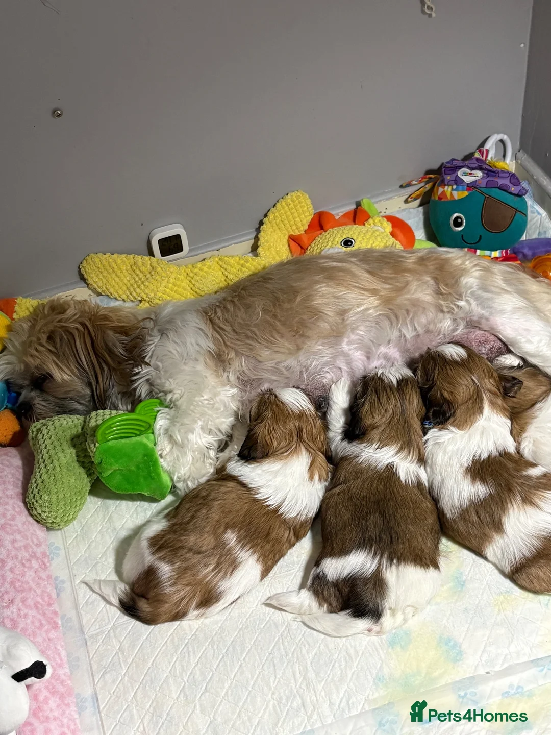 Shih Tzu dogs for sale: Shih Tzu  in Glasgow - Advert 1