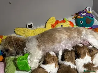 Shih Tzu dogs Shih Tzu - Advert 1