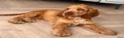 Cocker Spaniel dogs for sale: KC REG SHOW COCKER SPANIELS - Advert 5