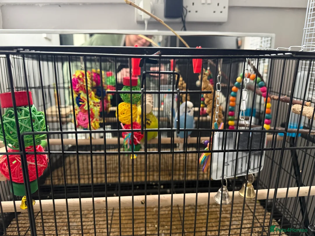 Budgerigars birds for sale: 2 budgies unsexed- cage and toys in Frome - Advert 1